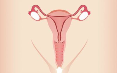 Anatomia da vagina: entenda o seu corpo!