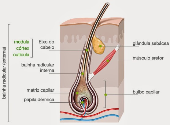 Estrutura capilar